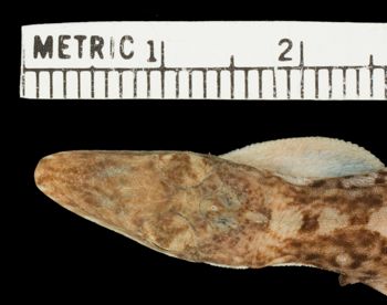 Media type: image;   Herpetology R-159013 Aspect: head dorsal